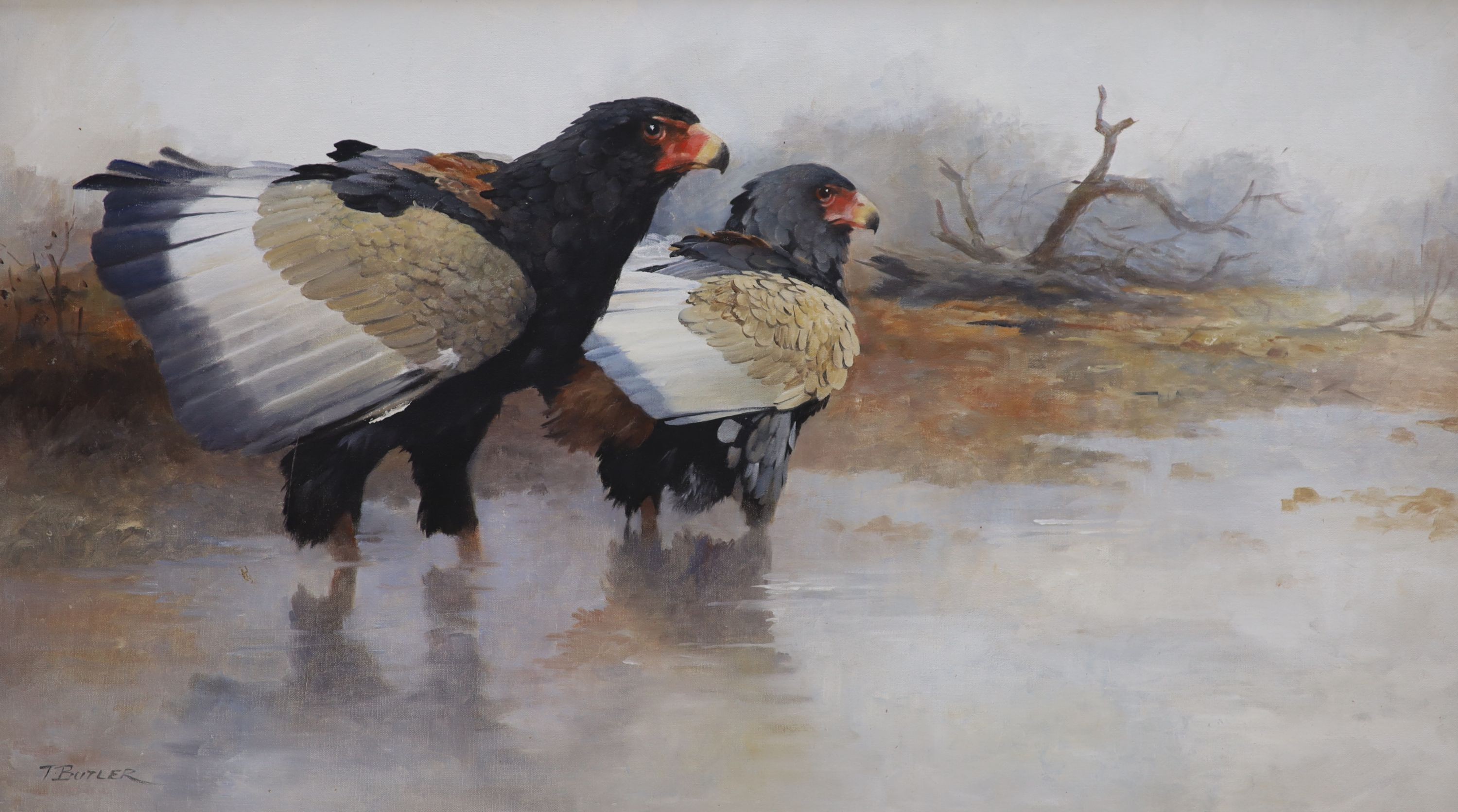 Tony Butler (1945-), oil on board, Startled Bateleur Eagles, signed with Tryon Gallery label verso, 50 x 89cm